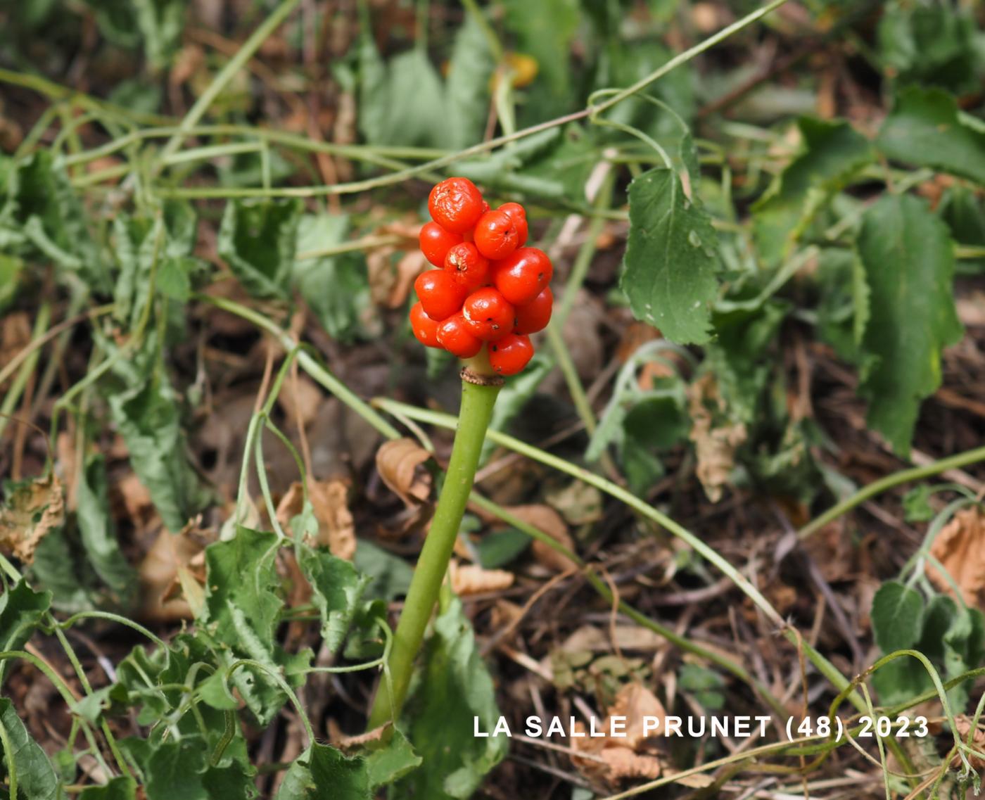 Cuckoo-pint fruit